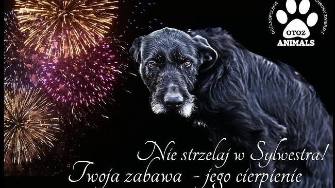 "Pomagamy, nie strzelamy" - możesz wesprzeć tczewskie schronisko
