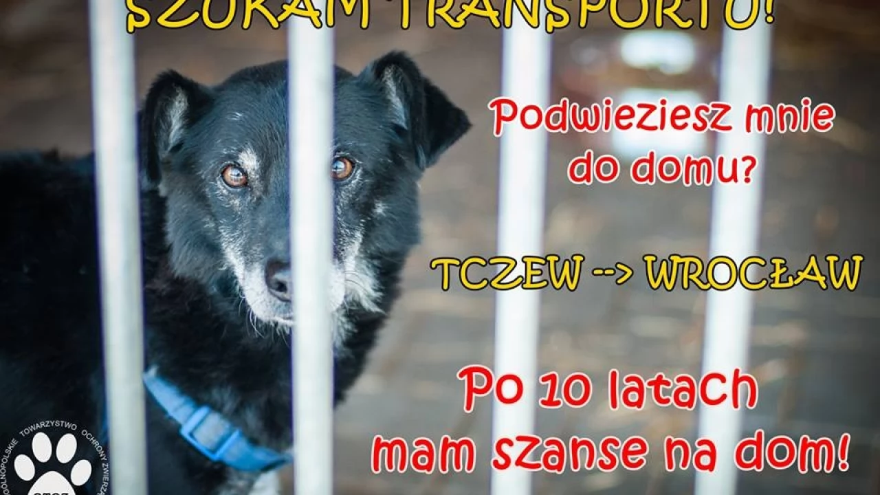 Przez lata czekał na dom. Teraz zakochało się w nim starsze małżeństwo
