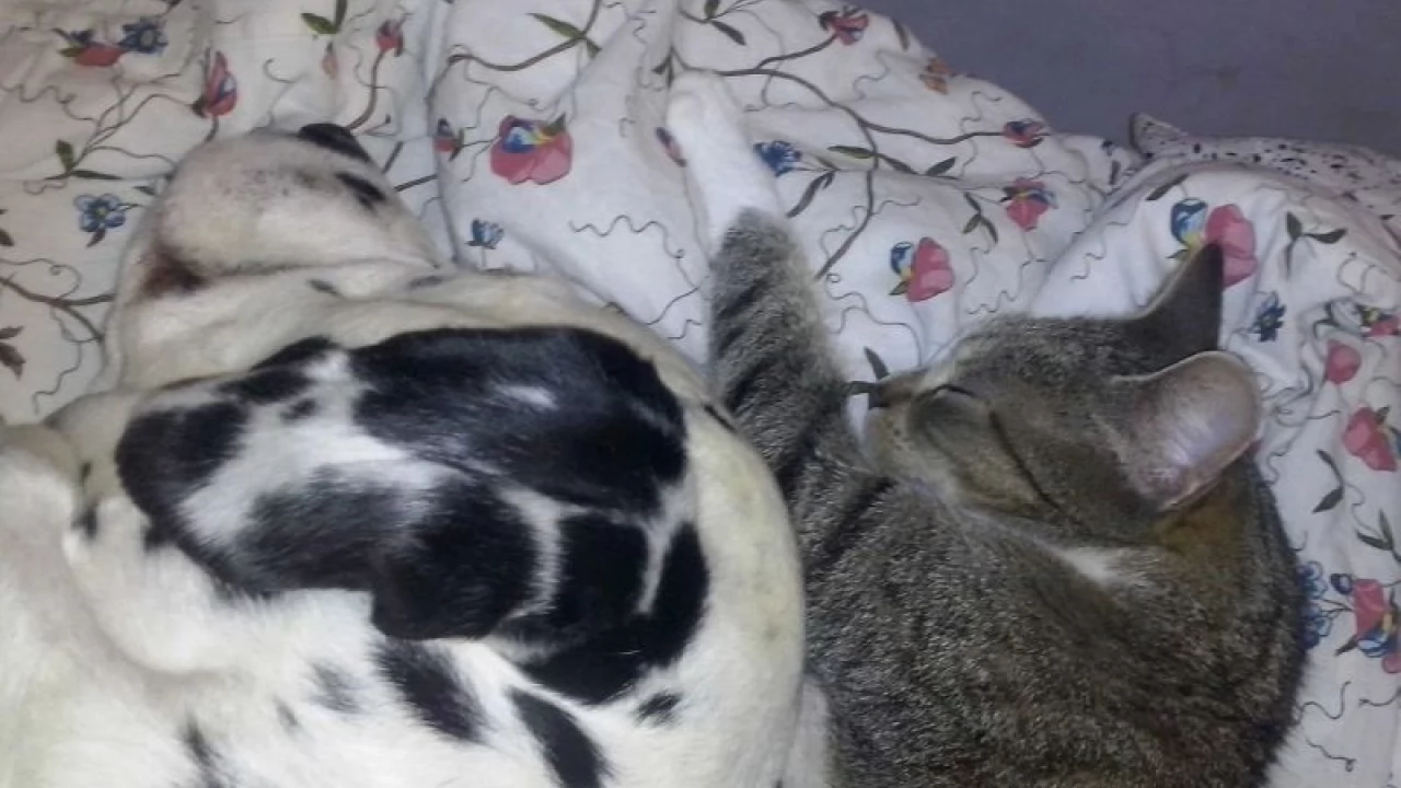 Umierają po cichu... Dbajmy o koty, szczególnie zimą
