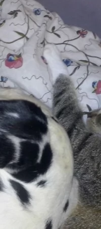 Nie każdy porzucony kociak ma takie szczęście, by mieć nie tylko swój dom, ale i swojego psa. Pomagajmy kotom