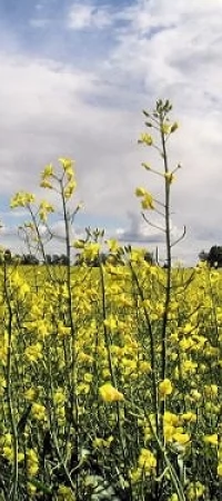 Wieś