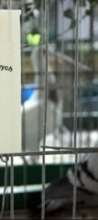 Wystawa gołębi rasowych w Pelplinie