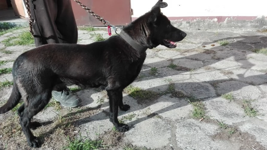 Psy porzucone w okolicach Gniewa