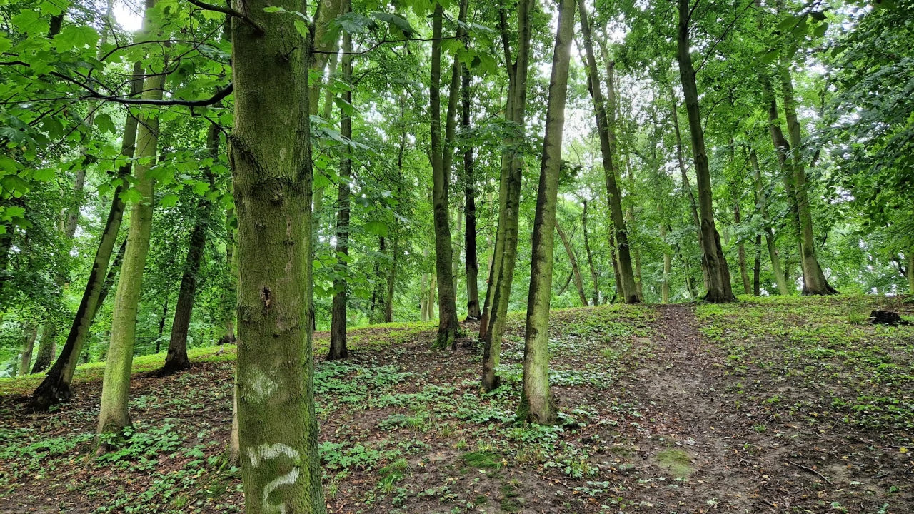 Rewitalizacja Parku Miejskiego. Kończą się prace nad dokumentacją