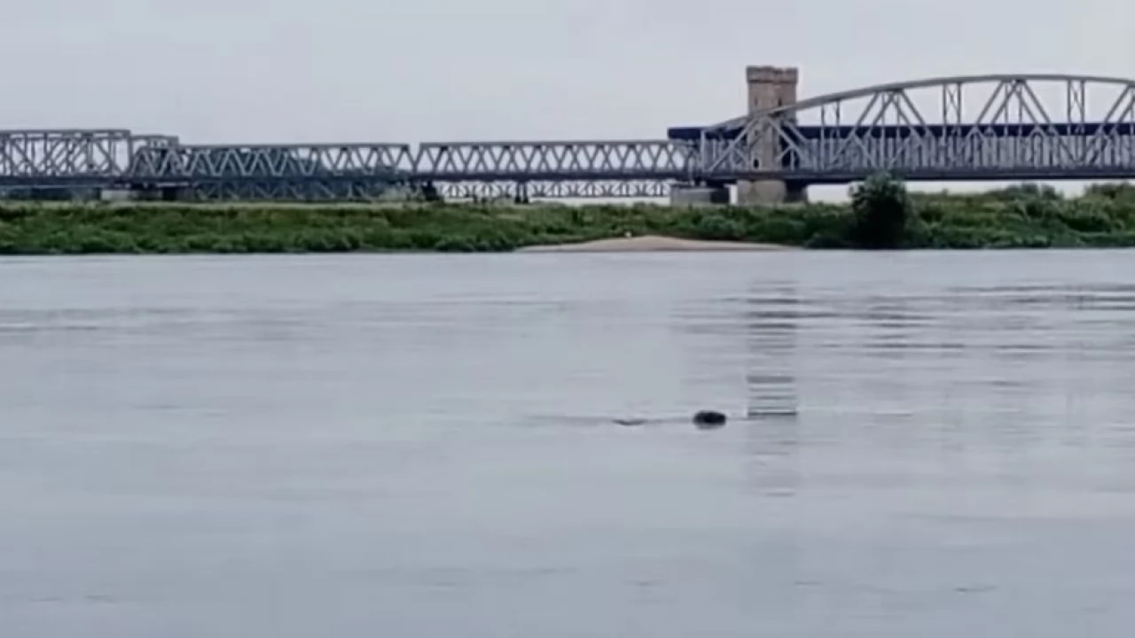 W Wiśle niedaleko Mostu Tczewskiego pluskała się foka