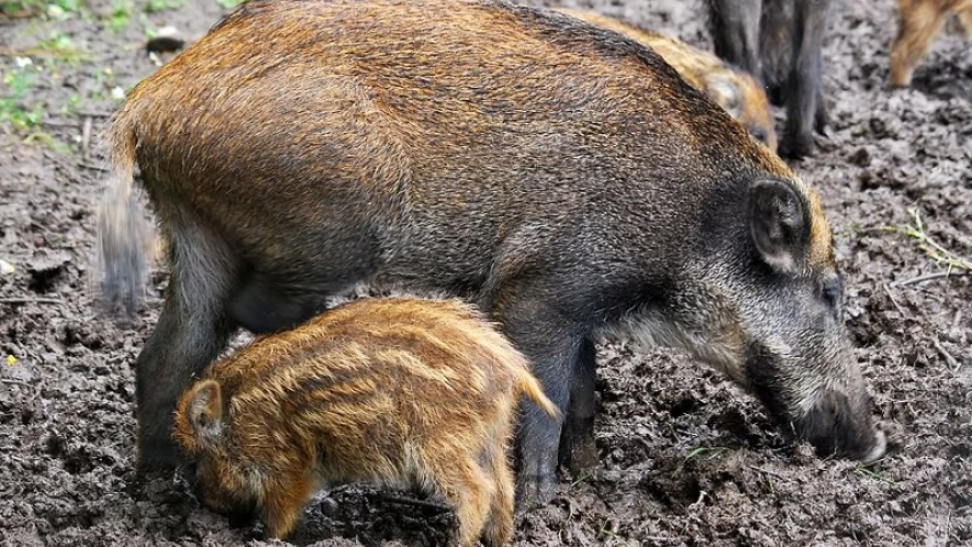 Afrykański Pomór Świń (ASF). Ognisko w powiecie tczewskim