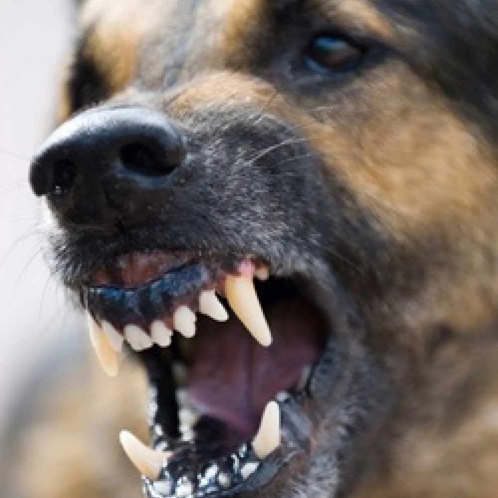 Amstaf pogryzł labradora