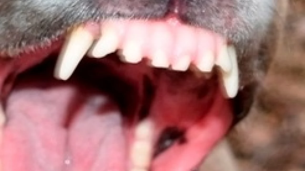 Amstaff gryzie inne psy?