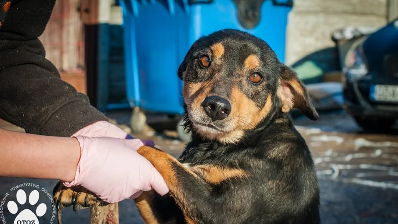 Animalsi uratowali suczkę - na szczęście zareagowali mieszkańcy