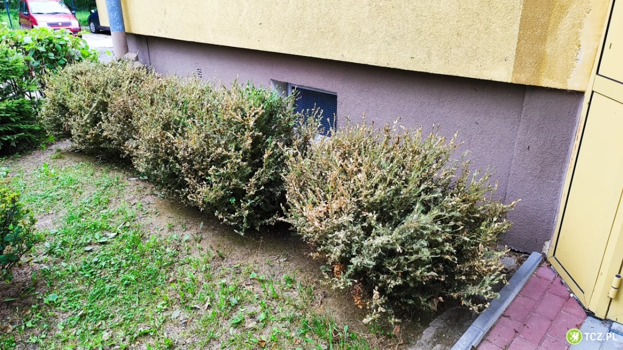 Atak ćmy bukszpanowej na Suchostrygach
