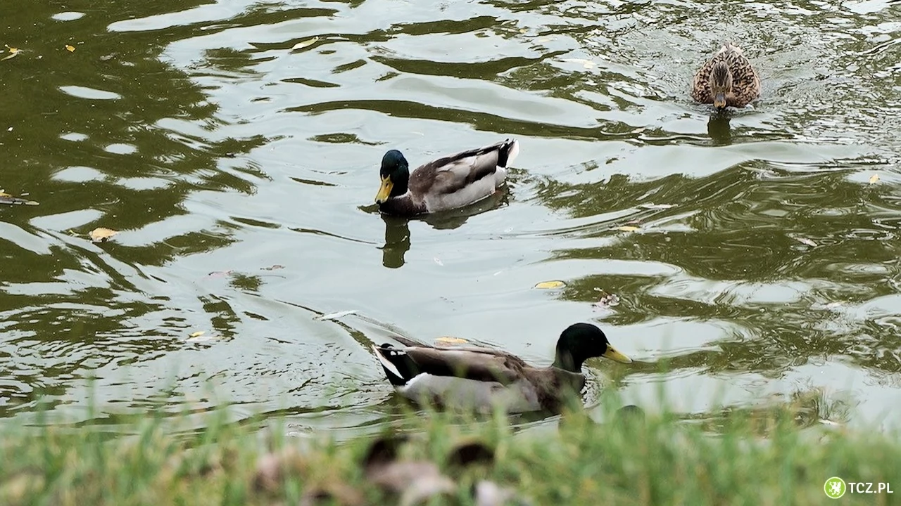 Aż 15 firm zainteresowanych przebudową zbiorników retencyjnych na Górkach