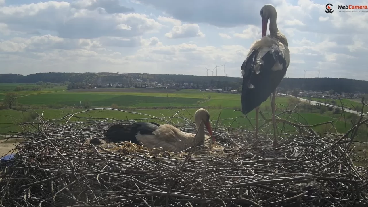 Co bociany robią w gnieździe? Sprawdź