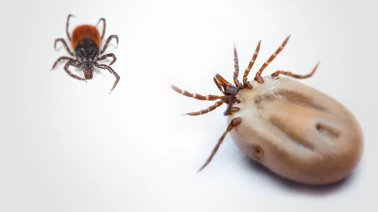 Czy niedługo czeka nas epidemia boreliozy i choroby legionistów?