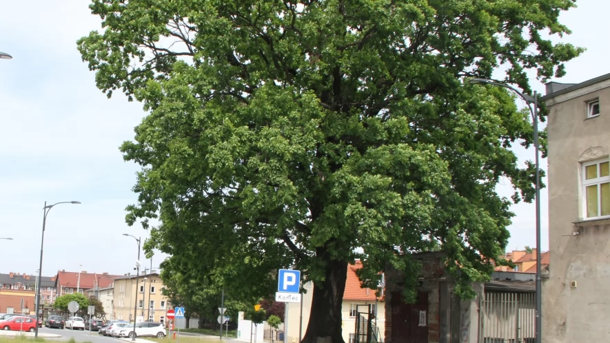 Dąb na Zatorzu pomnikiem przyrody