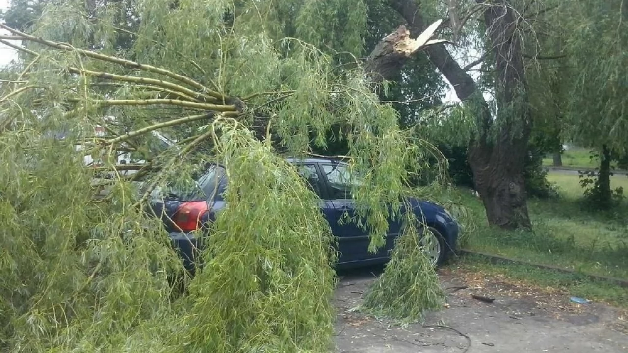 Drzewo runęło na samochód