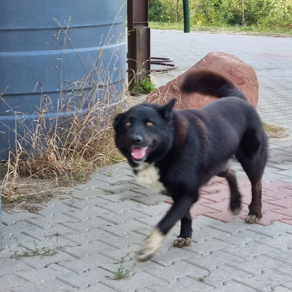 Dwa duże psy zagryzły sarnę. "Kto będzie następny - dziecko?"