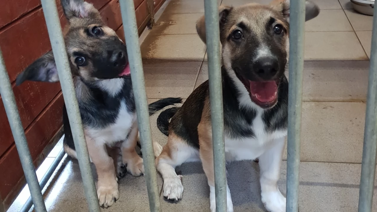 Dwa szczeniaki przywiązane w lesie. Animalsi szukają "właściciela"