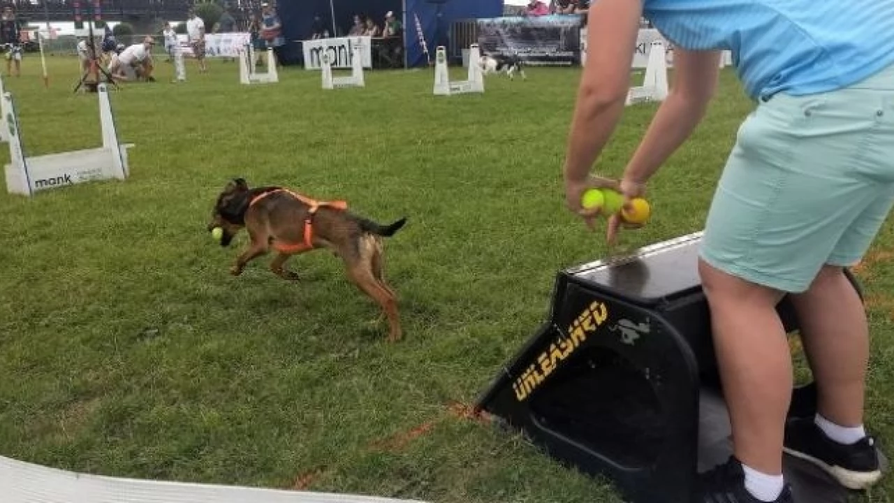 Fly Ball. Która drużyna najlepsza?
