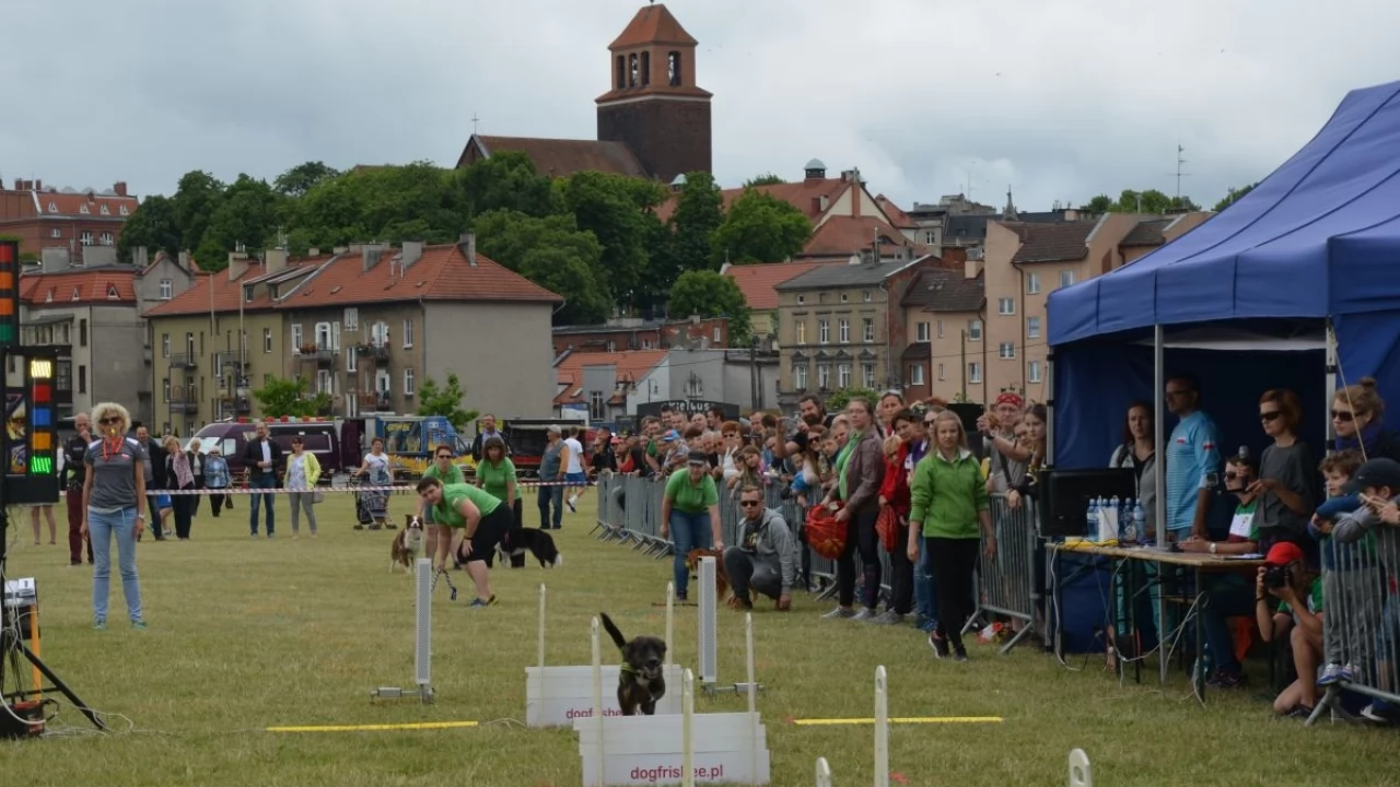 Flyball w weekend nad Wisłą