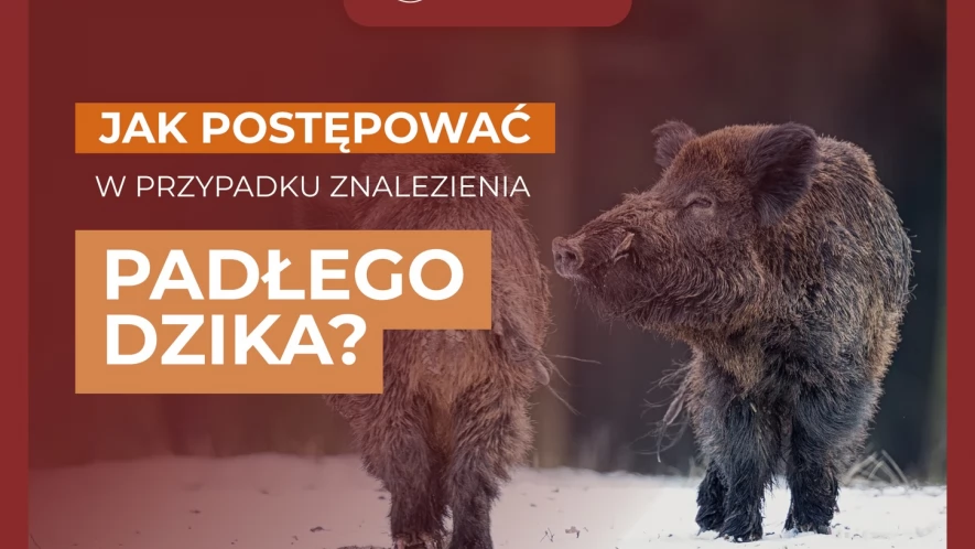 Jak postępować po znalezieniu padłego dzika?