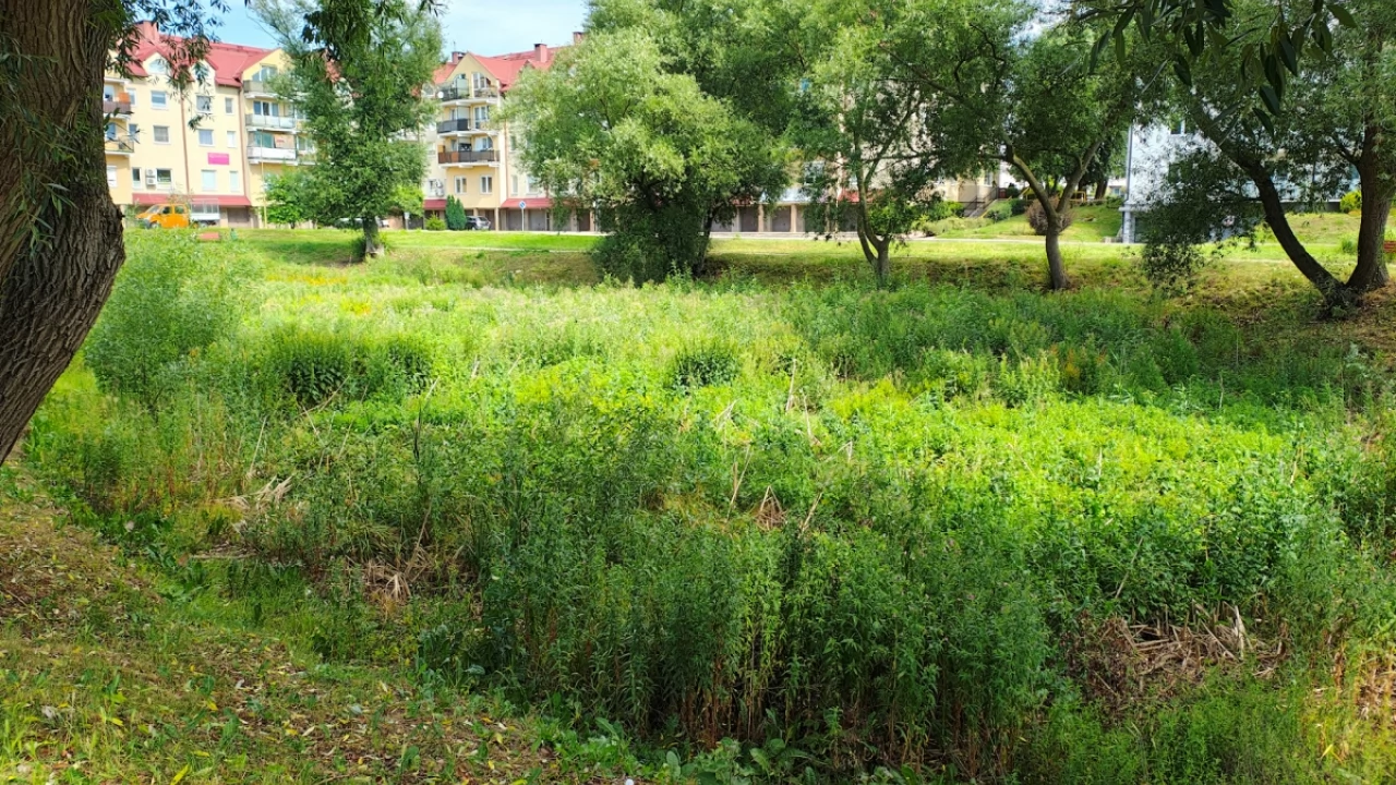 Jaka przyszłość stawku na osiedlu Bajkowym?