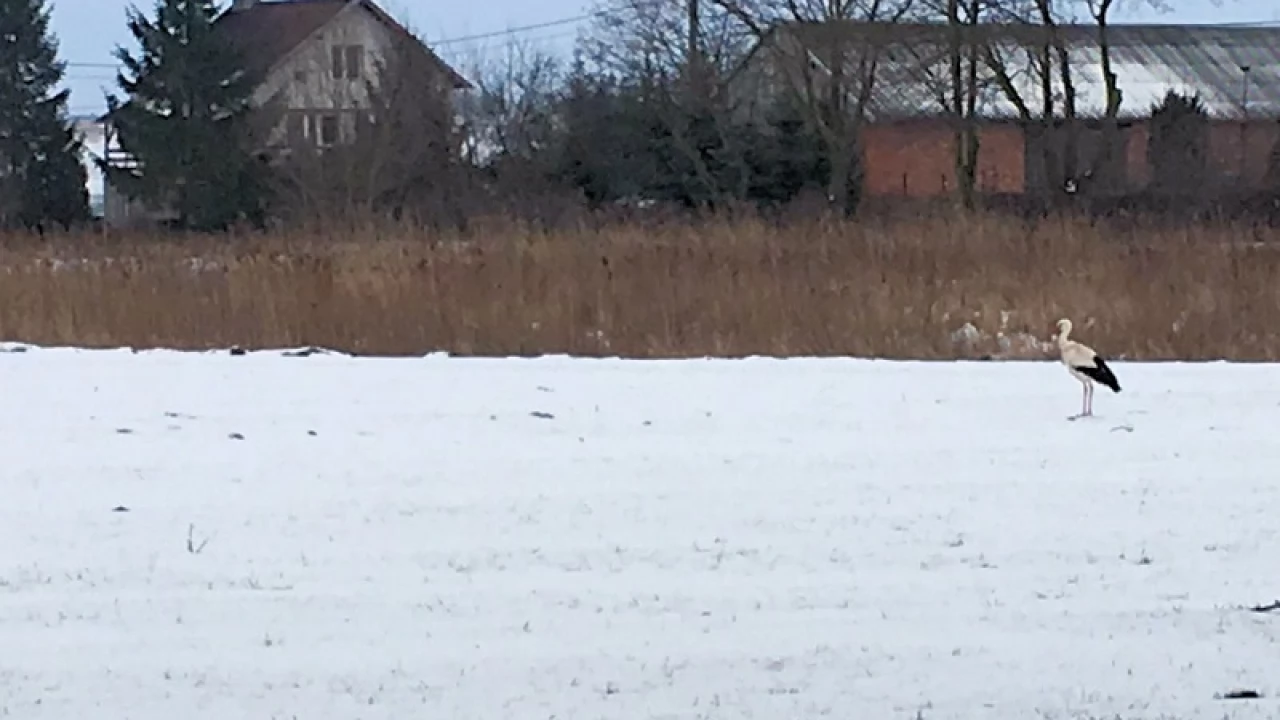 Kolejny bocian