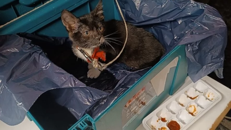 Kot w plastikowym pudełku - interweniowali animalsi i policja