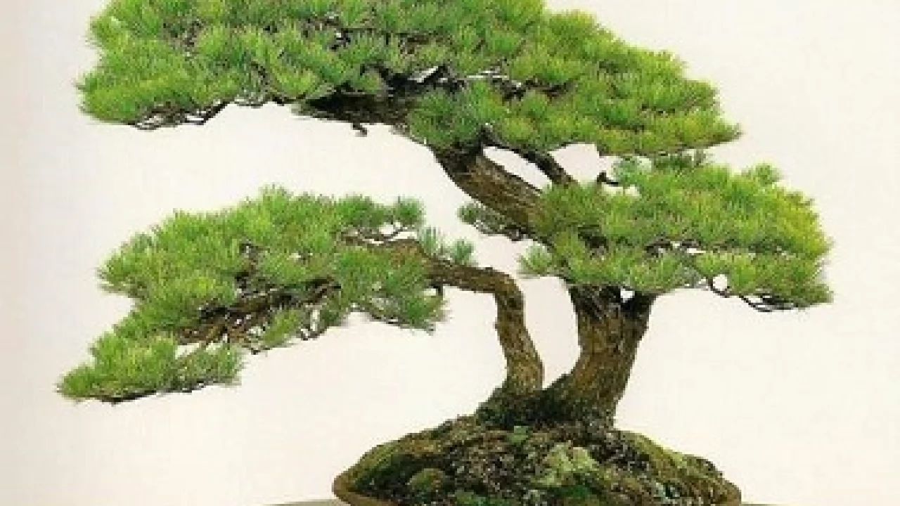 Kradzież drzewek Bonsai