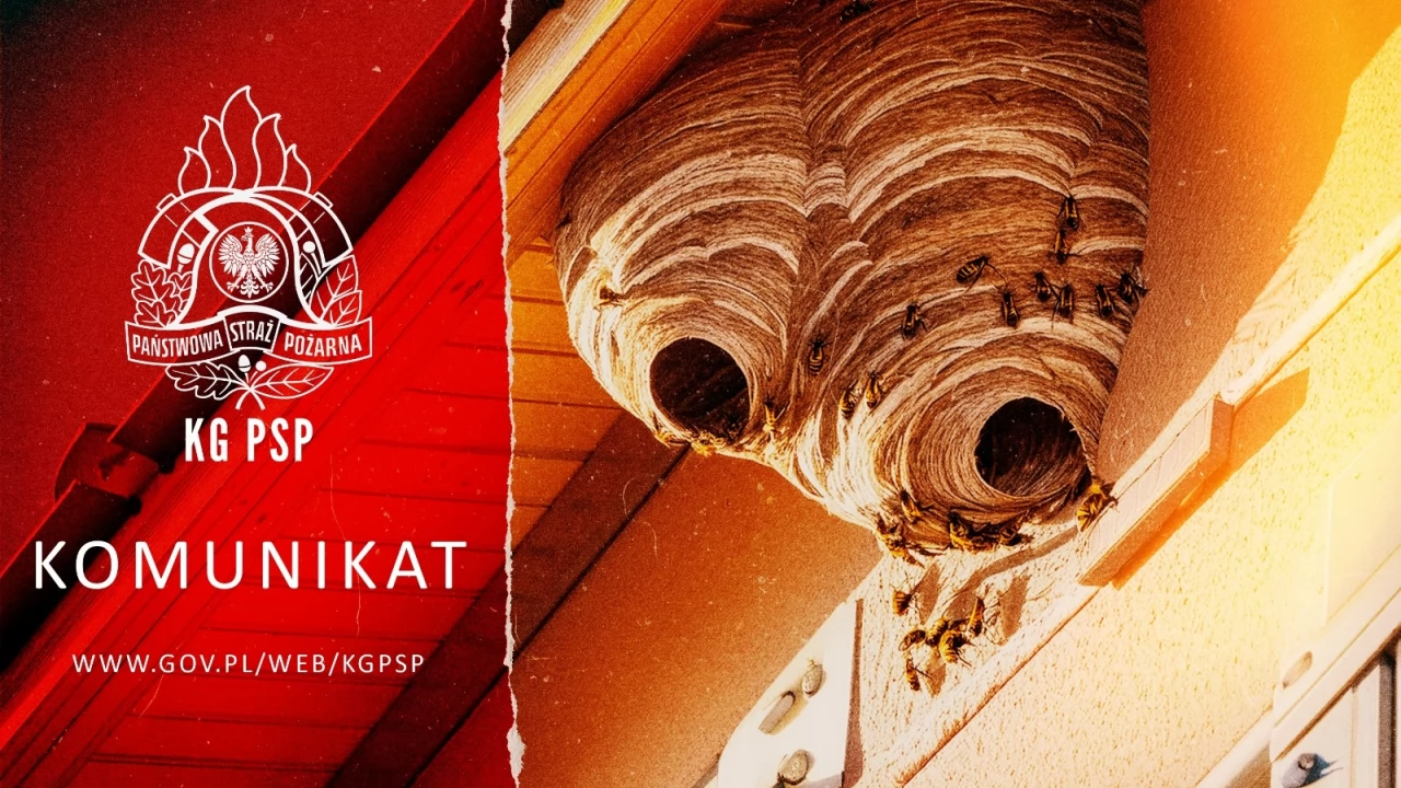 Kto powinien usunąć gniazda os, czy szerszeni?