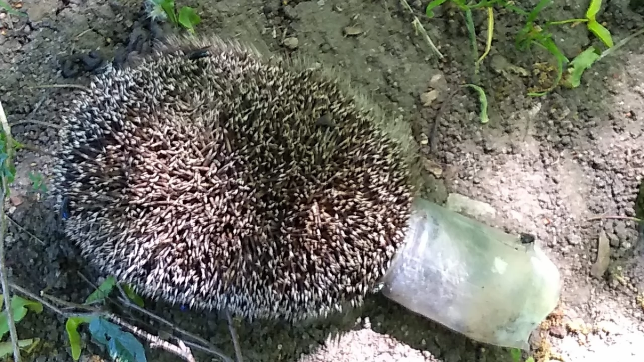Ktoś udusił jeża w Parku Miejskim?