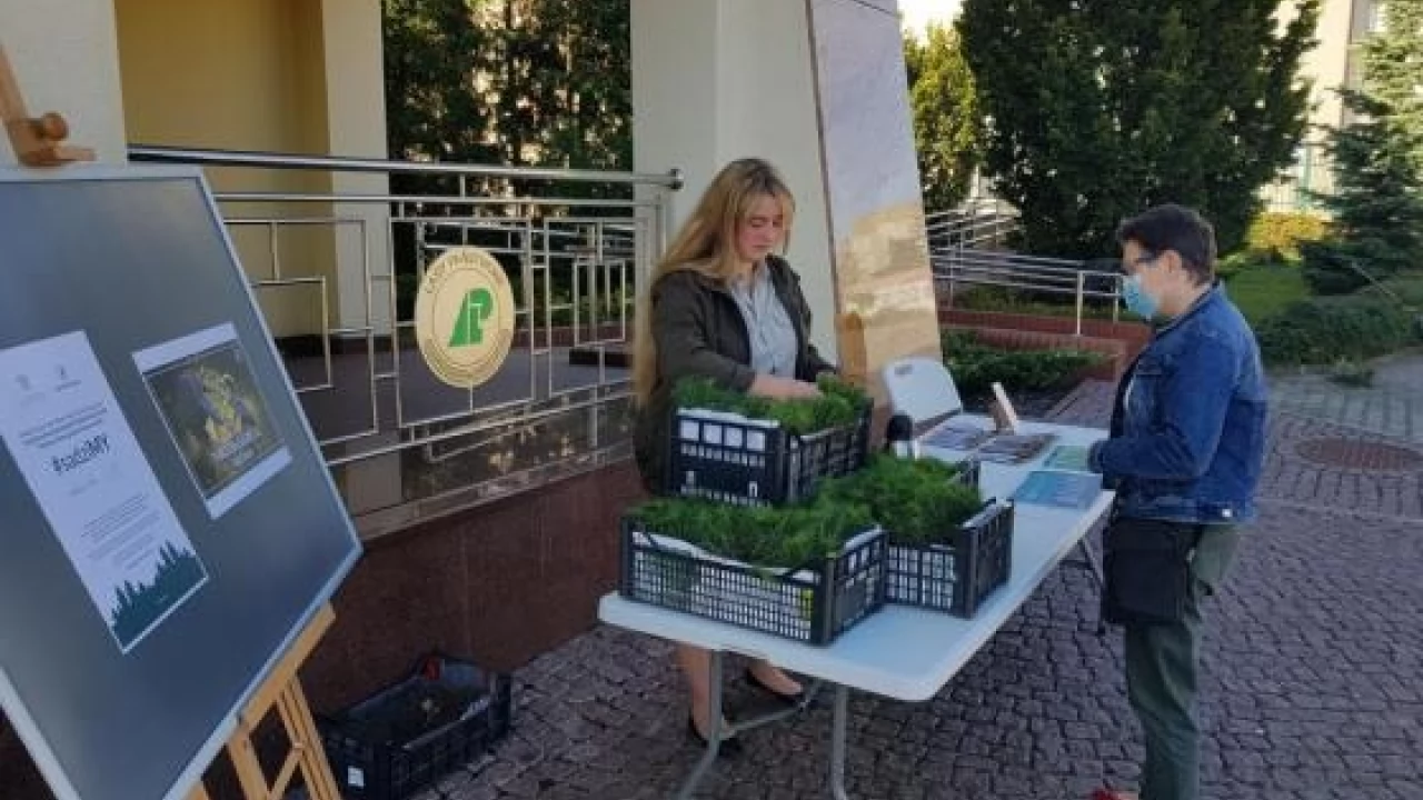 Leśnicy rozdali ponad 2 tysiące sadzonek