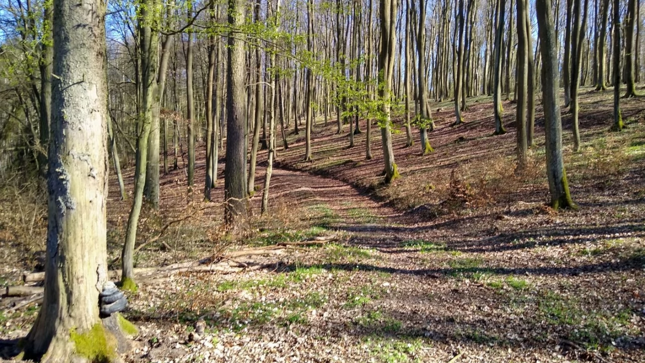 Leśnicy zapraszają na spacer