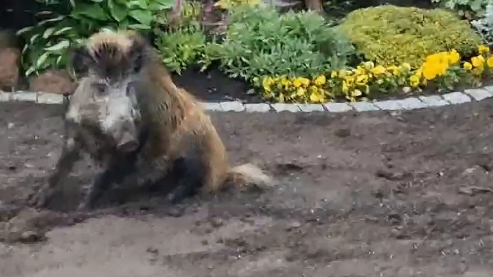 Na Prątnicy grasuje dzik [WIDEO]