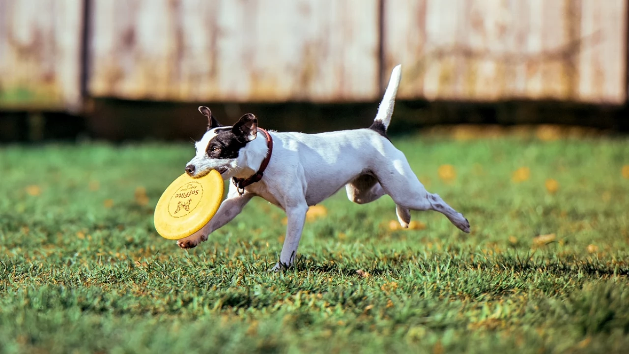 Nabór do Ultra Flyball Team