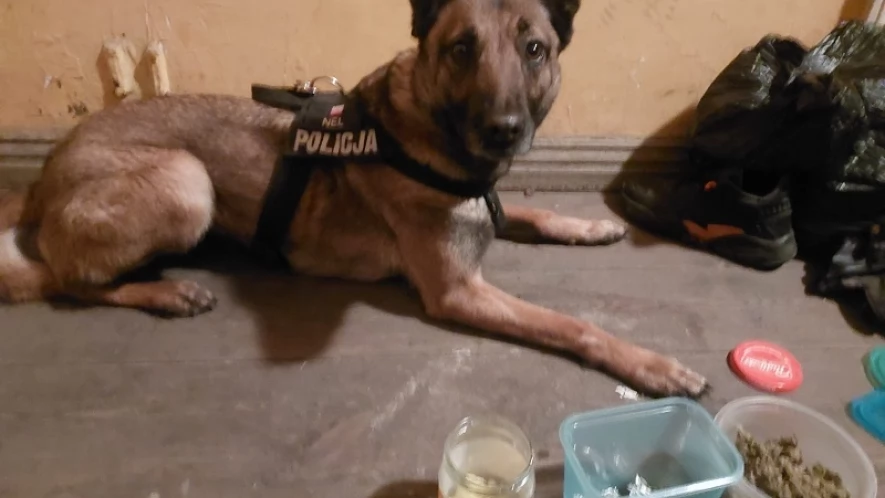 Nel wywęszyła narkotyki ukryte w kuchennej szafce