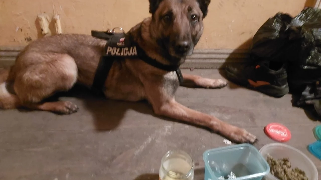 Nel wywęszyła narkotyki ukryte w kuchennej szafce