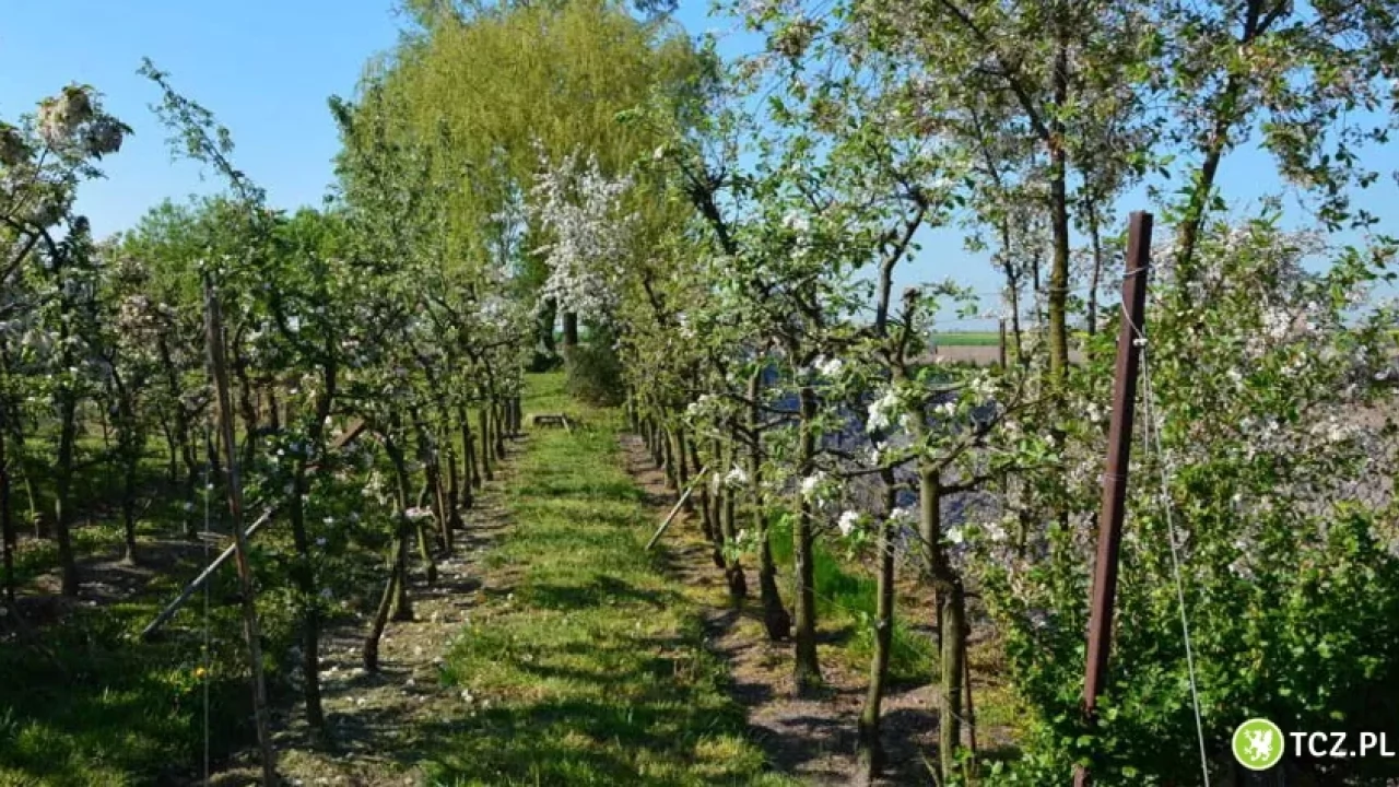 Nie ma czegoś takiego jak "Sady Bałdowskie"