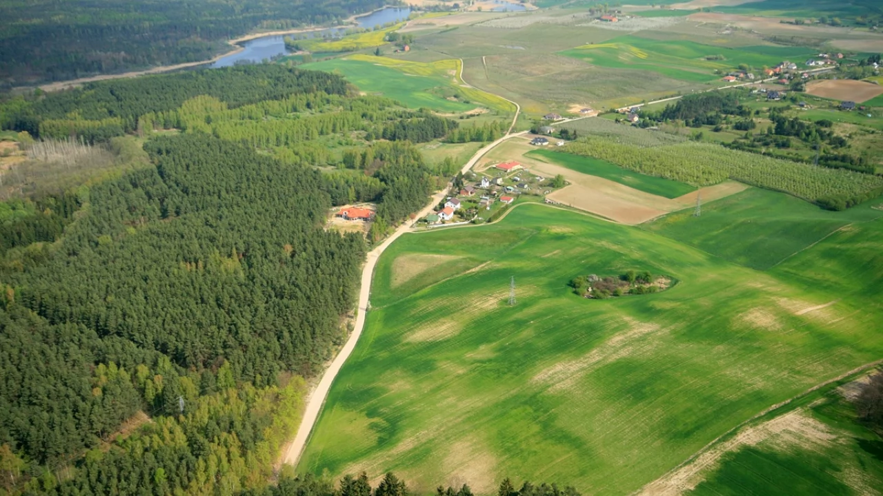 Ocenią stan zdrowotny lasów