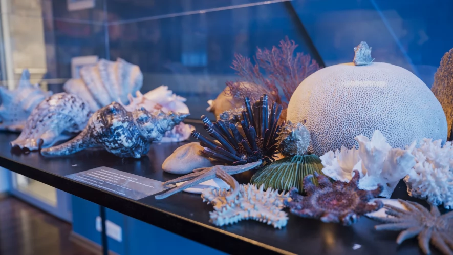 "Opowieści z głębin". Europejskie Dni Dziedzictwa w Muzeum Wisły i CKWS w Tczewie