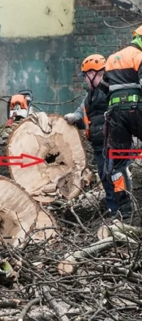 Kasztanowiec, co widać na fotografii, był z złym stanie zdrowotnym i zagrażał bezpieczeństwu