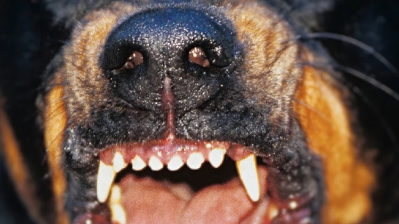 Pies terroryzował spacerowiczów nad Wisłą