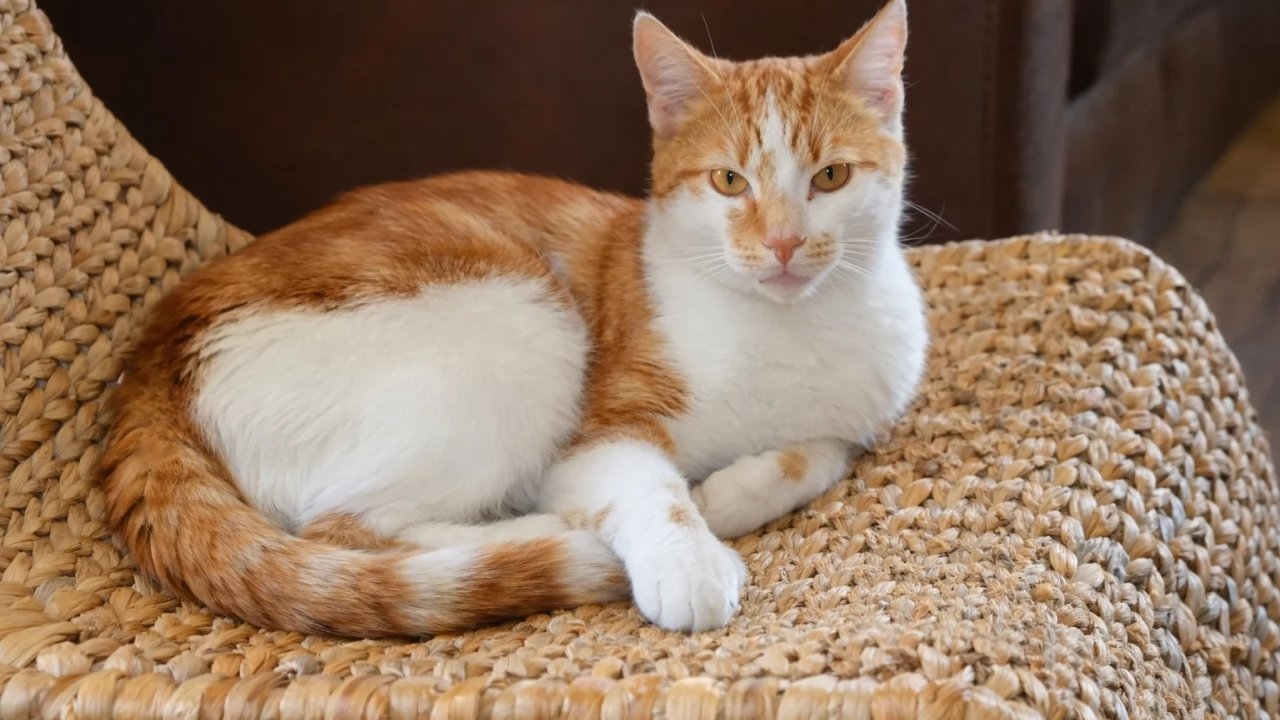 Pilotaż "Pomorskie dla zwierząt 2026" - pomoc gminom w ograniczaniu bezdomności kotów