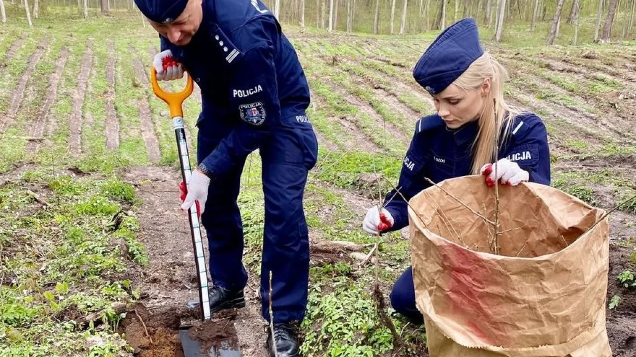 Policjanci sadzili las