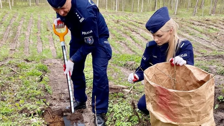 Policjanci sadzili las