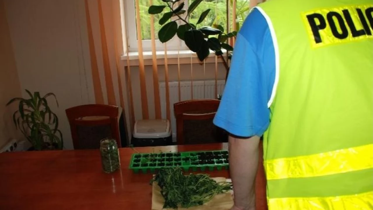 Policjanci zlikwidowali uprawę konopi