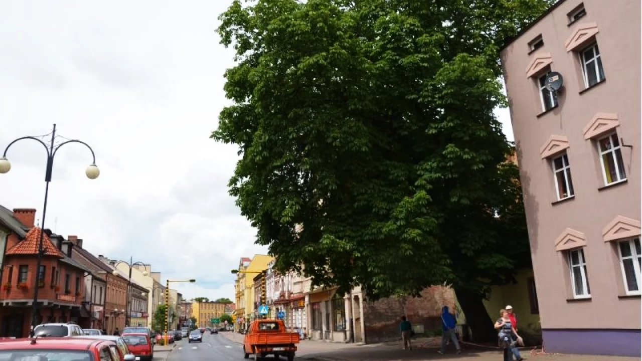 Pomnik przyrody pójdzie pod topór?