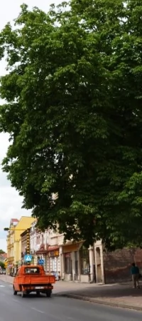 Kasztanowiec na stałe wpisał się w krajobraz głównej ulicy w Pelplinie