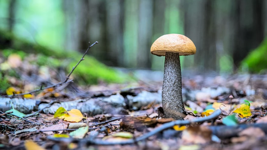 Pomorskie lasy pełne grzybów