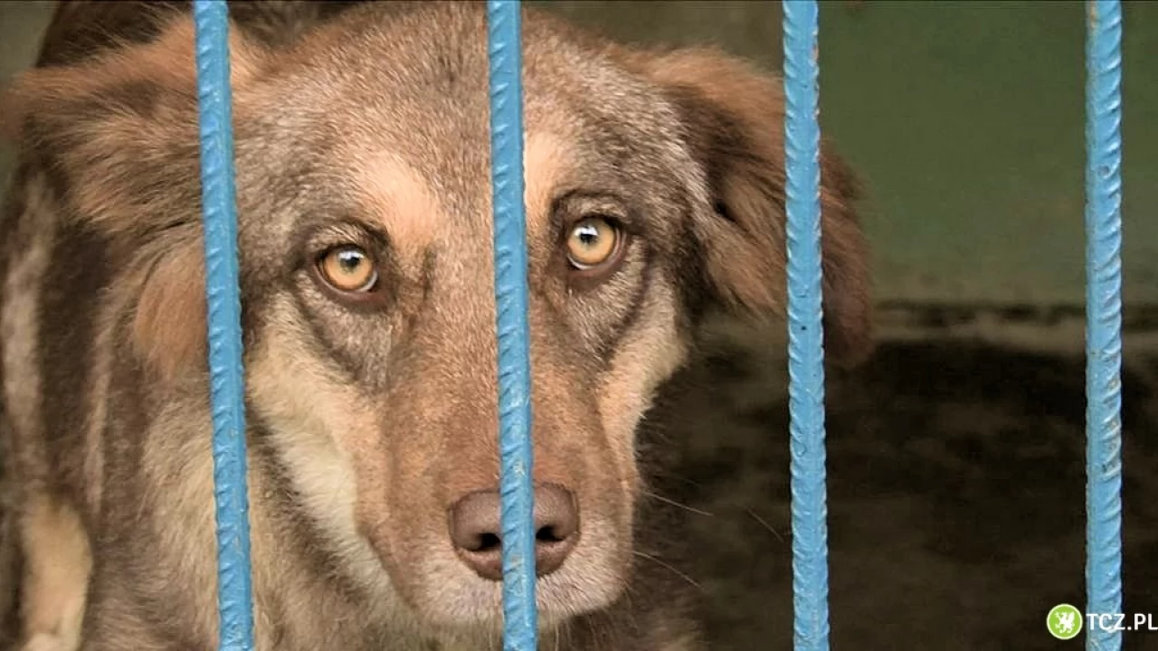 Potrzebna sucha karma dla schroniska