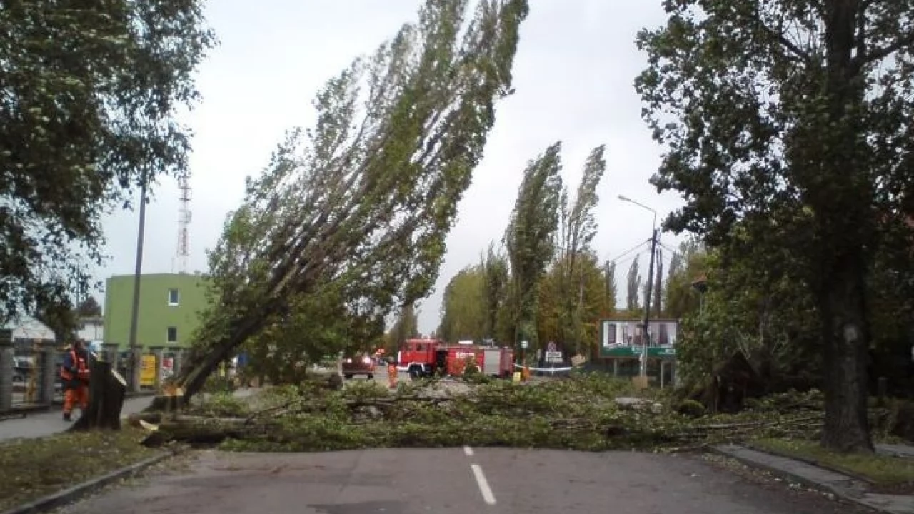Powalone drzewa na Gdańskiej